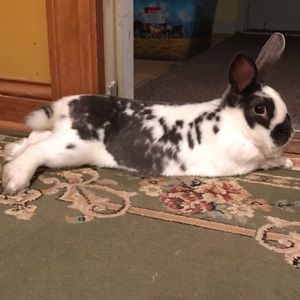 Meet your Posher, Hope